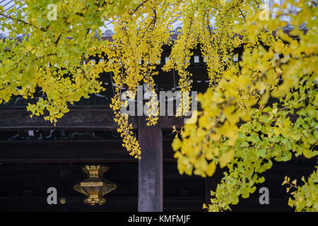 Schöne Ginkgobaum in Gelb auf Herbst, Nishi Hongan-ji, Kyoto, Japan Stockfoto