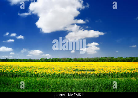 Sonnenblumen Feld in Russland Stockfoto