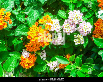 Lantana camara Mix light pink orange im eigenen Garten Stockfoto