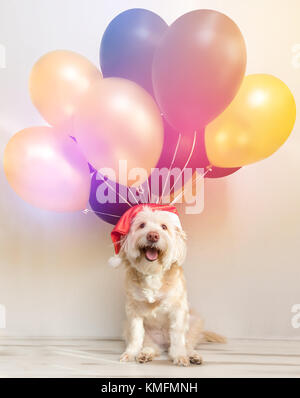 Pet im Neuen Jahr Kappe mit aufblasbare Bälle. Luftballons Frohes neues Jahr. Frohe Weihnachten Grußkarte. Jahr gelben Hund. Farbigen Ballon, lustige Tier Stockfoto