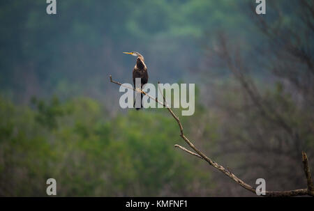 Oriental darter thront auf einem Ast Stockfoto