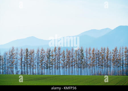 Windschutze am Tokachi, Hokkaido, Japan Stockfoto