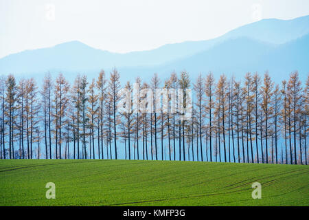 Windschutze am Tokachi, Hokkaido, Japan Stockfoto