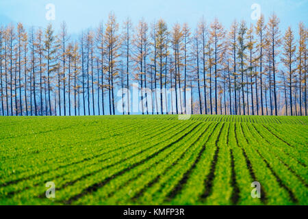 Windschutze am Tokachi, Hokkaido, Japan Stockfoto