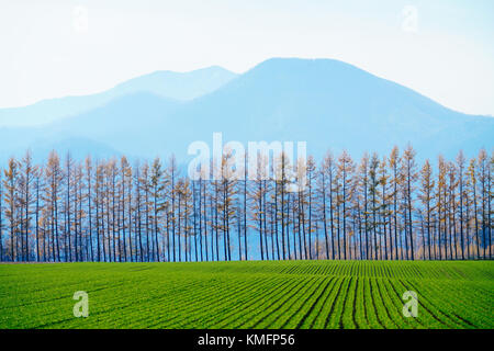 Windschutze am Tokachi, Hokkaido, Japan Stockfoto