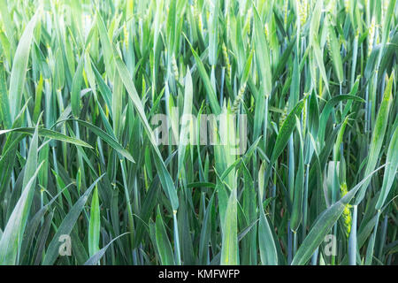 Auf dem Feld wachsen jungen grünen Weizen. Close-up präsentiert. Stockfoto