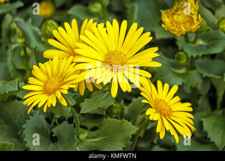 Anmerkungen orientale - funkelnde Gelb, Daisy - wie Blumen im Frühling Garten Stockfoto