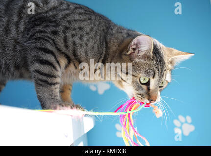 Tabby Cat spielt mit bunten Angelrute Stockfoto