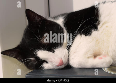 Schwarze und weiße Katze auf einem Buch schlafen Stockfoto