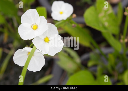 1001 Jasmin, Japanische Pfeilspitze, doppelte Blüte Pfeilspitze, Jasmin Blume Stockfoto