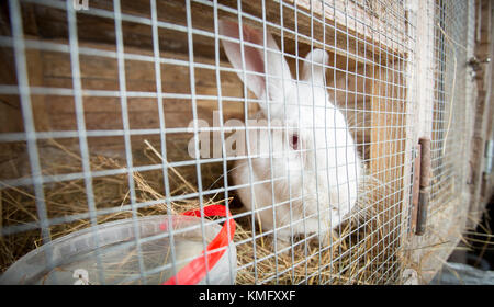 Weißes Kaninchen im Käfig traurig Stockfoto