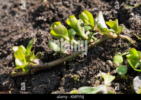 Pfennigkraut, Blatt, Blätter, Pfennig-Gilbweiderich, Lysimachia nummularia, Kriechende Jenny Stockfoto