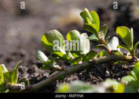 Pfennigkraut, Blatt, Blätter, Pfennig-Gilbweiderich, Lysimachia nummularia, Kriechende Jenny Stockfoto