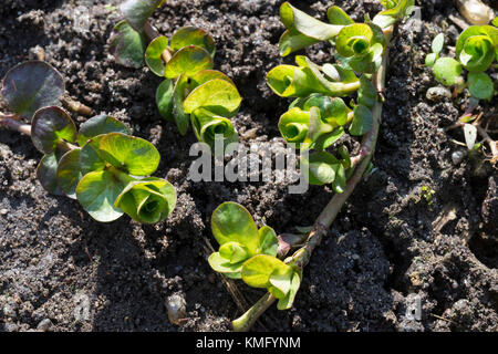 Pfennigkraut, Blatt, Blätter, Pfennig-Gilbweiderich, Lysimachia nummularia, Kriechende Jenny Stockfoto