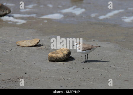 Seeregenpfeifer, See-Regenpfeifer, Weibchen, Regenpfeifer, Charadrius alexandrinus, Kentish-Pflüver, weiblich Stockfoto