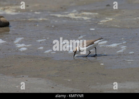 Seeregenpfeifer, See-Regenpfeifer, Weibchen, Regenpfeifer, Charadrius alexandrinus, Kentish-Pflüver, weiblich Stockfoto