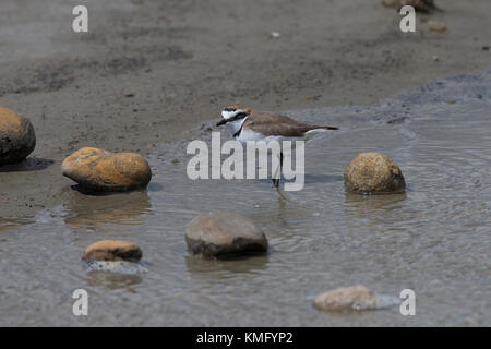 Seeregenpfeifer, See-Regenpfeifer, Männchen, Regenpfeifer, Charadrius alexandrinus, Kentish-Pflüver, männlich Stockfoto