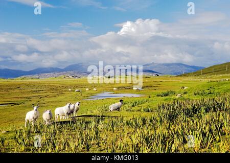 Insel Harris, berühmt für Schafwolle Harris Tweed. Äußeren Hebriden, Schottland. Schafe in Landschaft N.E. von Traigh Scarasta Stockfoto