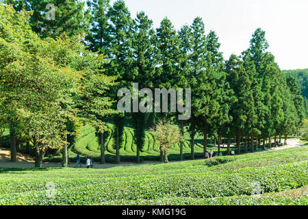 Boseong Grüner Tee Plantage Farm in Korea Stockfoto