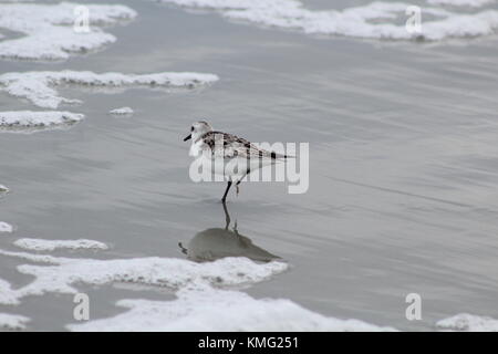 Virginia Beach Vögel Stockfoto