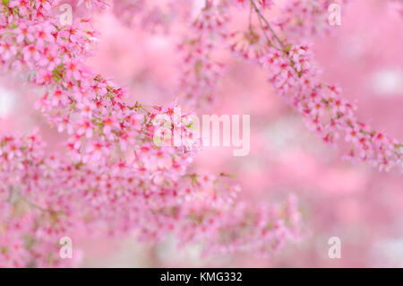Cherry Blossom Hintergrund. Ast detail, rosa Blumen, Soft Focus Stockfoto