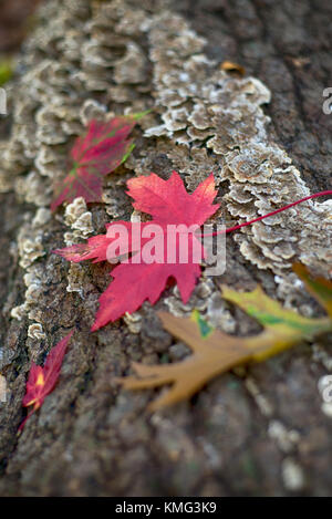 Abstrakte farbenfrohe Herbst Hintergrund mit Laub in Grün, Rot und Orange über Baumrinde Stockfoto