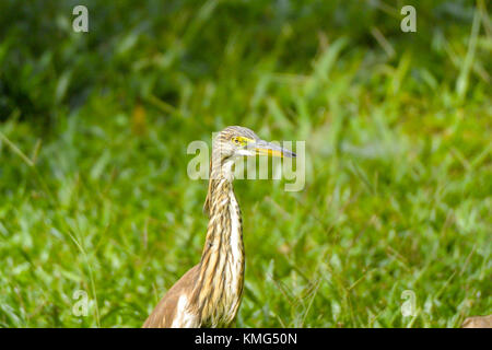 Eine squacco Heron in einer Wiese auf der Suche nach Nahrung; Bild im Khao Nationalpark, Thailand. Stockfoto