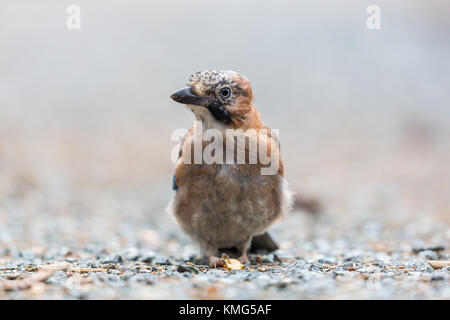 Eine junge Natürliche eurasischen Jay Bird (garrulus glandarius) auf dem Boden mit der Mutter in der Klaue Stockfoto