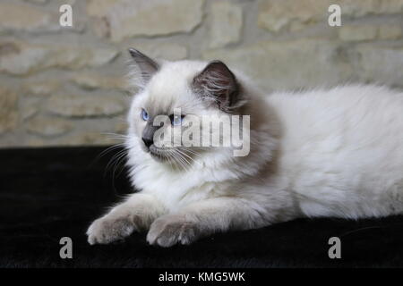 Ragdoll Kätzchen, Katzen Stockfoto