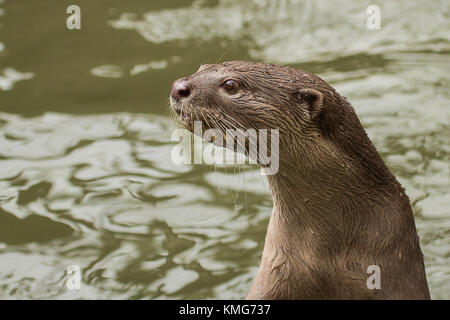Foto eines Erwachsenen glatt beschichtet Otter Stockfoto
