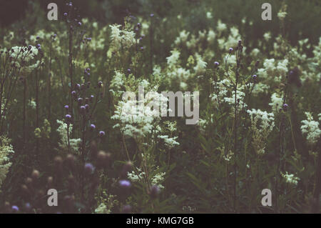 Auf pflanzlicher Basis Hintergrund. Bunte Wiese Blumen. Stockfoto