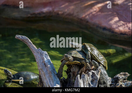 Tortue aquatique, Émyde lépreuse, Afrique du Nord , Village des Tortues Carnoules Var Frankreich Stockfoto