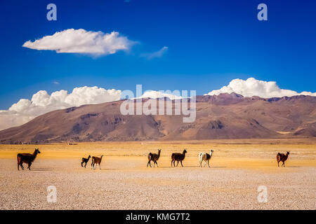 Herde Lamas langsam auf dem Trockenen Flachland im Altiplano Berge im Sommer, Anden, Bolivien Stockfoto