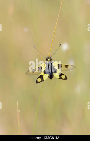 Oestliches Schmetterlingshaft, Libelloides Macaronius, Ascalaphid Owlfly aus Kroatien Stockfoto