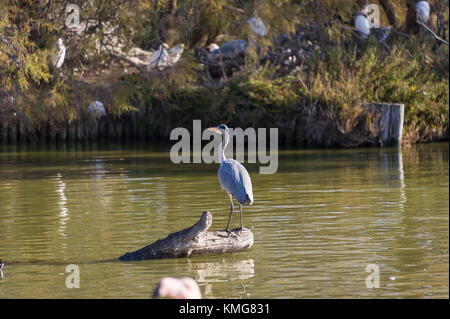 PONT DE GAU, CAMARGUE, HERON CENDRE, BDR 13 Stockfoto