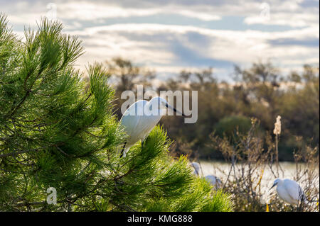 PONT DE GAU, CAMARGUE, AIGRETTE GARZETTE, BDR FRANKREICH 13 Stockfoto