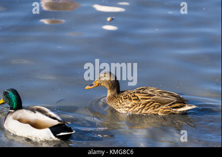 PONT DE GAU, CAMARGUE, CANARDS COLVERT, BDR FRANKREICH 13 Stockfoto