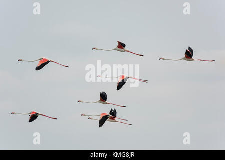 , Rosaflamingo Phoenicopterus roseus, Greater Flamingo Stockfoto