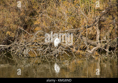 PONT DE GAU, CAMARGUE, AIGRETTE GARZETTE, BDR 13 FRANKREICH Stockfoto