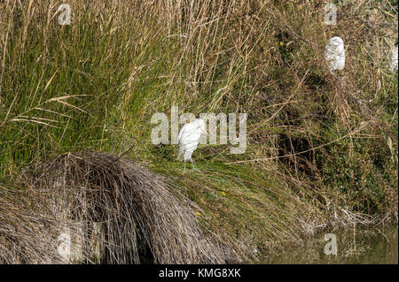 PONT DE GAU, CAMARGUE, HERON GARDE BOEUF, BDR FRANKREICH 13 Stockfoto