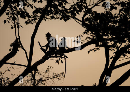 Getuftete Grau Langur (Semnopithecus priam priam) Stockfoto