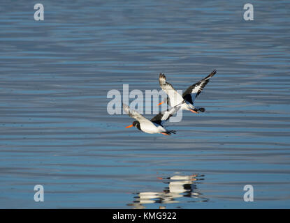 Eurasischen Austernfischer Haematopus ostralegus,, im Flug über Wyre Estuary auf Morecambe Bay, Lancashire, Großbritannien Stockfoto