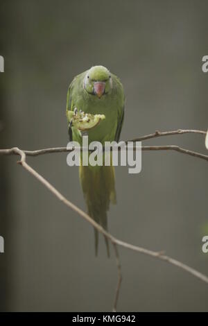 Gerald Durrell Wildlife Sanctuary, endemisch ist ein Tierheim im Jahre 1984 gegründet, im Westen von Mauritius Stockfoto