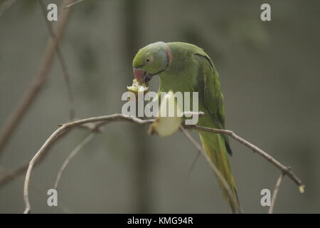 Gerald Durrell Wildlife Sanctuary, endemisch ist ein Tierheim im Jahre 1984 gegründet, im Westen von Mauritius Stockfoto