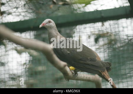 Gerald Durrell Wildlife Sanctuary, endemisch ist ein Tierheim im Jahre 1984 gegründet, im Westen von Mauritius Stockfoto