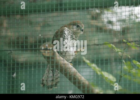 Gerald Durrell Wildlife Sanctuary, endemisch ist ein Tierheim im Jahre 1984 gegründet, im Westen von Mauritius Stockfoto