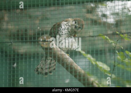 Gerald Durrell Wildlife Sanctuary, endemisch ist ein Tierheim im Jahre 1984 gegründet, im Westen von Mauritius Stockfoto