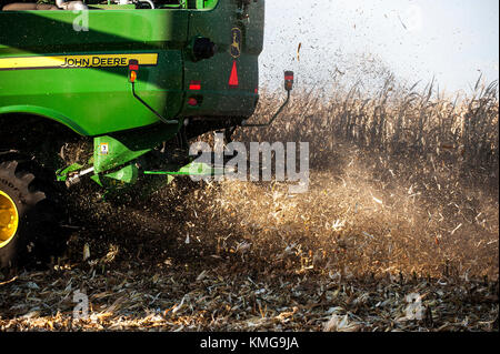 Mähdrescher ERNTEABFÄLLE MAIS VERUNREINIGUNGEN AUSBLASEN DER RÜCKSEITE DER MASCHINE AUF EINER FARM IN DER NÄHE VON GRAND Meadow, Minnesota Stockfoto