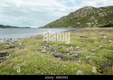 Meer rosa (Armeria maritima) entlang der Ufer, Loch laxford, Sutherland, Highlands, Schottland, UK Stockfoto