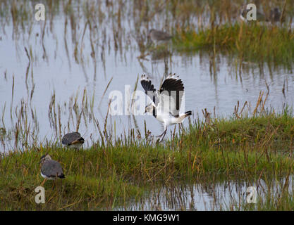 Northern Kiebitz, Vanellus vanellus, Landung von flachen Pool auf Morecambe Bay, England, Großbritannien Stockfoto